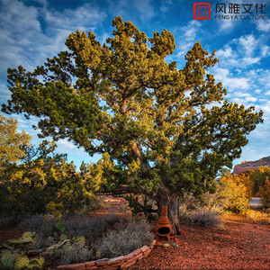 精品人妻一区二区三区麻豆三炮
